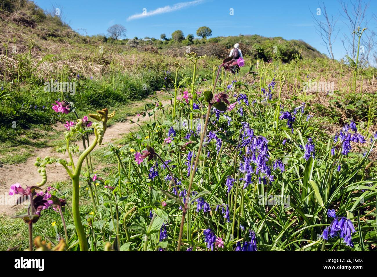 Bluebells growing in countryside along Coastal Footpath with a walker walking in spring. Benllech, Isle of Anglesey, north Wales, UK, Britain Stock Photo