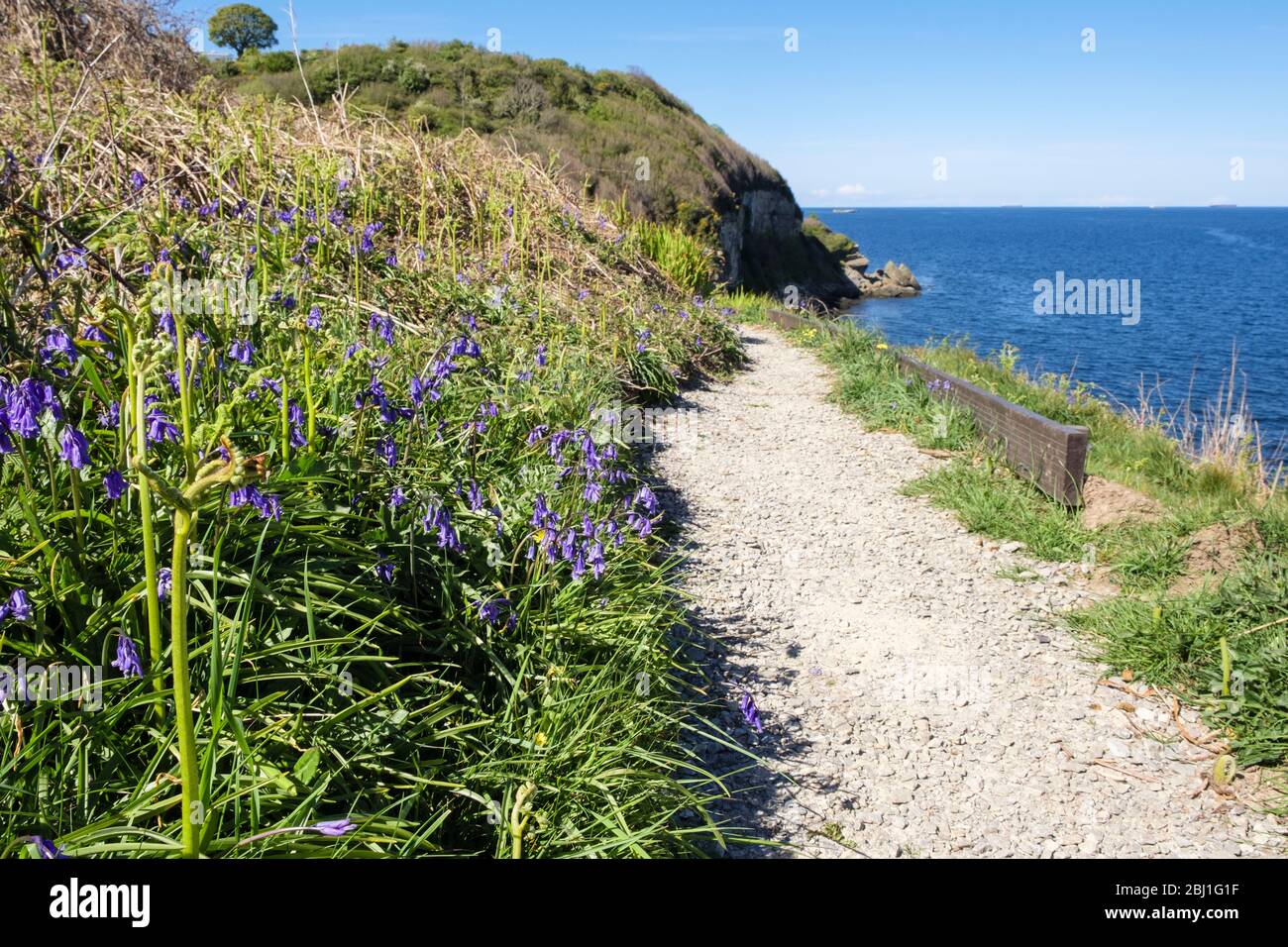 Bluebells growing along the Welsh Coastal Footpath in spring. Benllech, Isle of Anglesey, north Wales, UK, Britain Stock Photo
