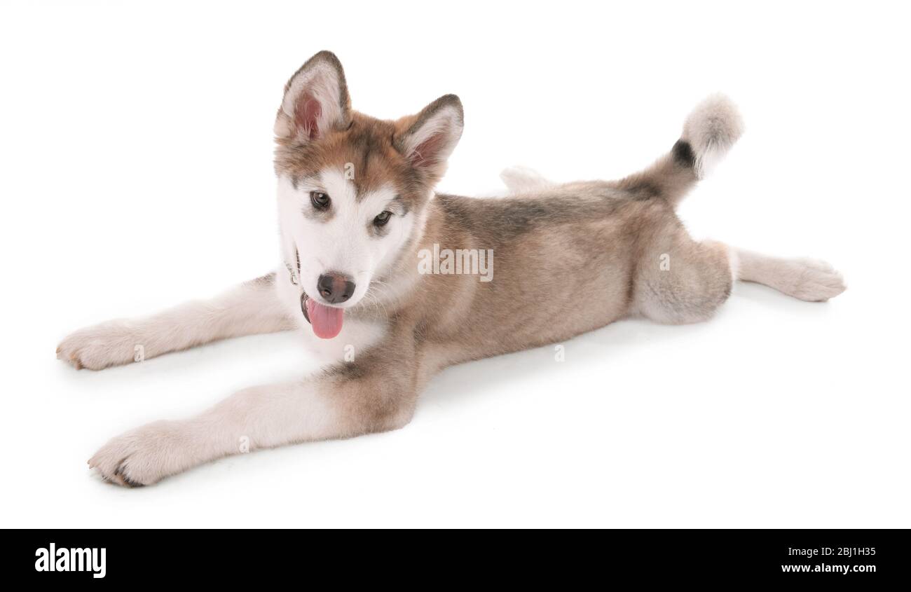 cute malamute puppy