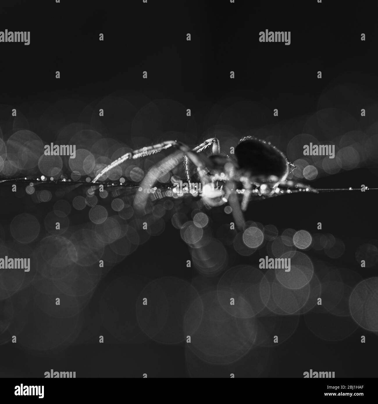 Abstract view of a spider and its web backlit by the sun Stock Photo ...