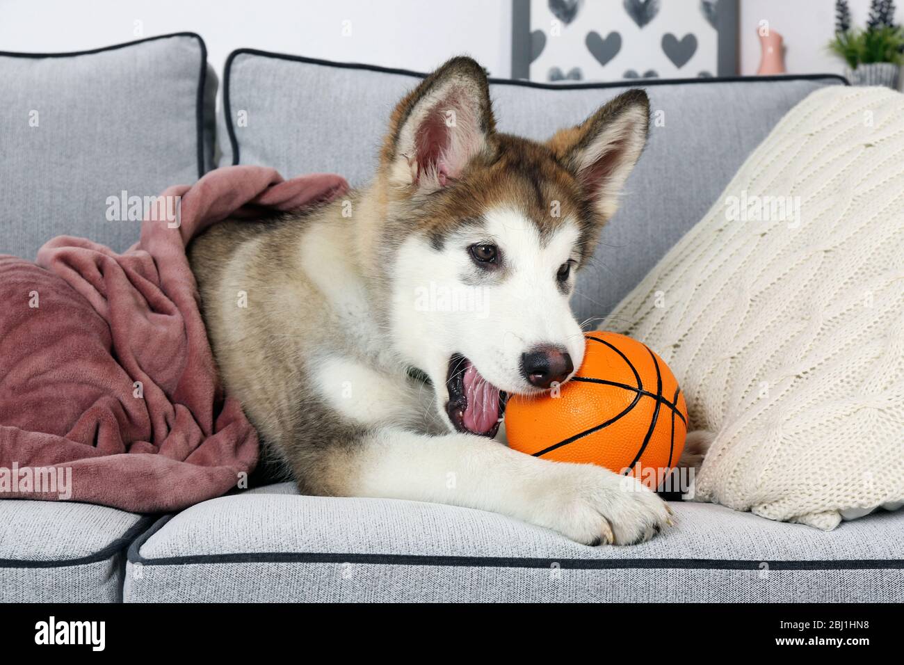 Malamute store puppy balls