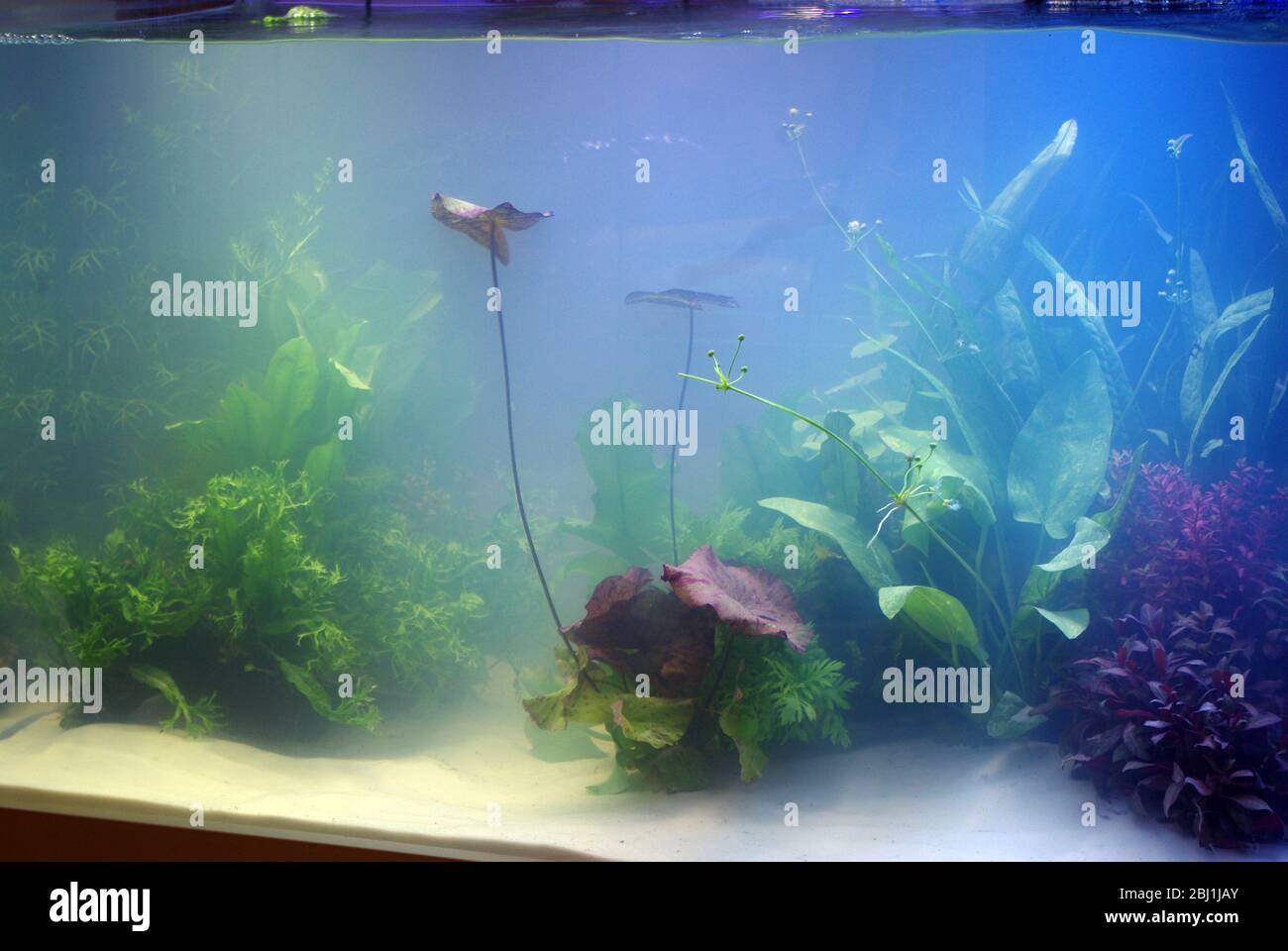 Cloudy water in newly started aquarium Stock Photo Alamy