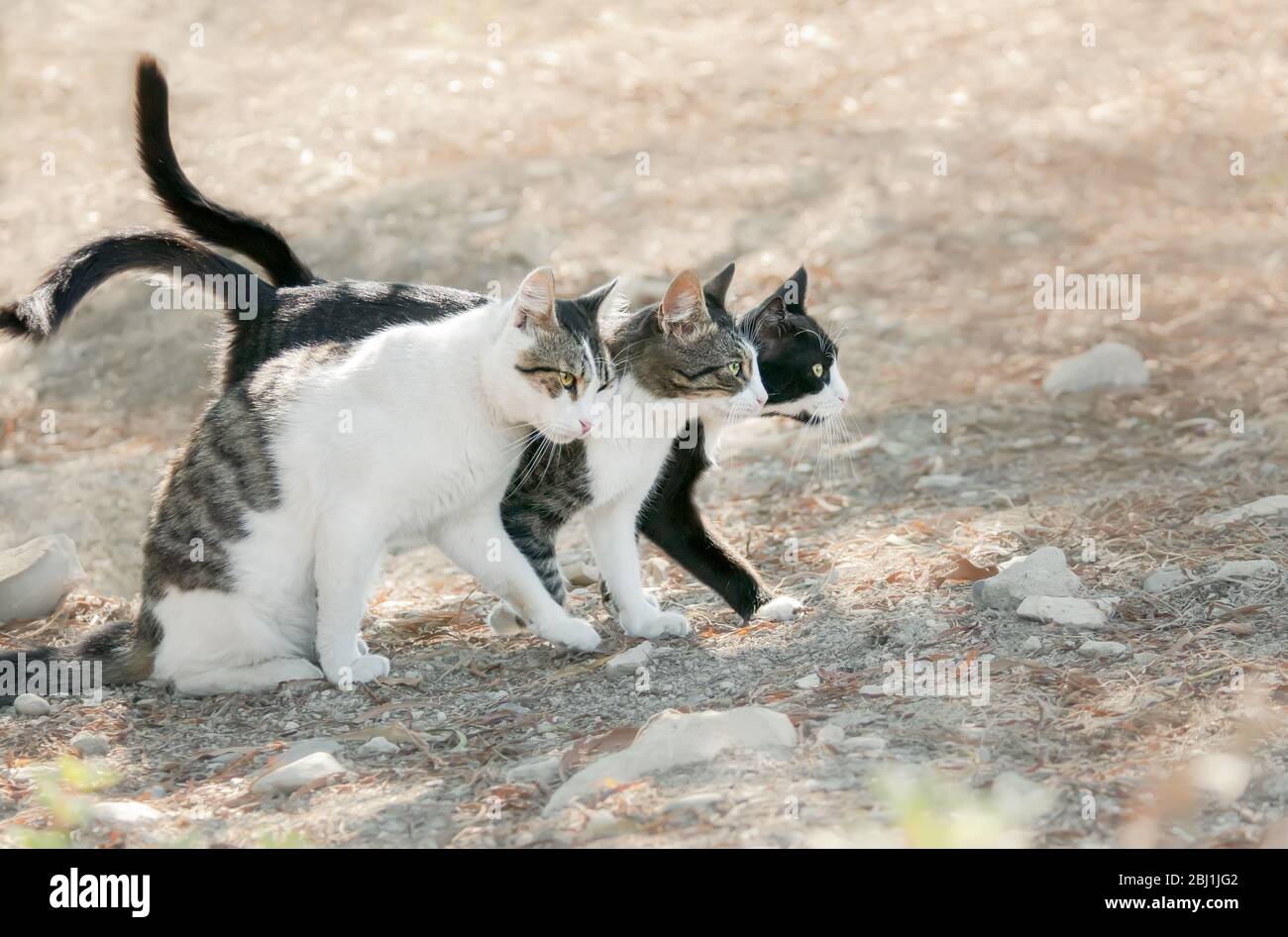 Three curious bicolor cats standing close together, friendly kitties want to walk abreast on a
