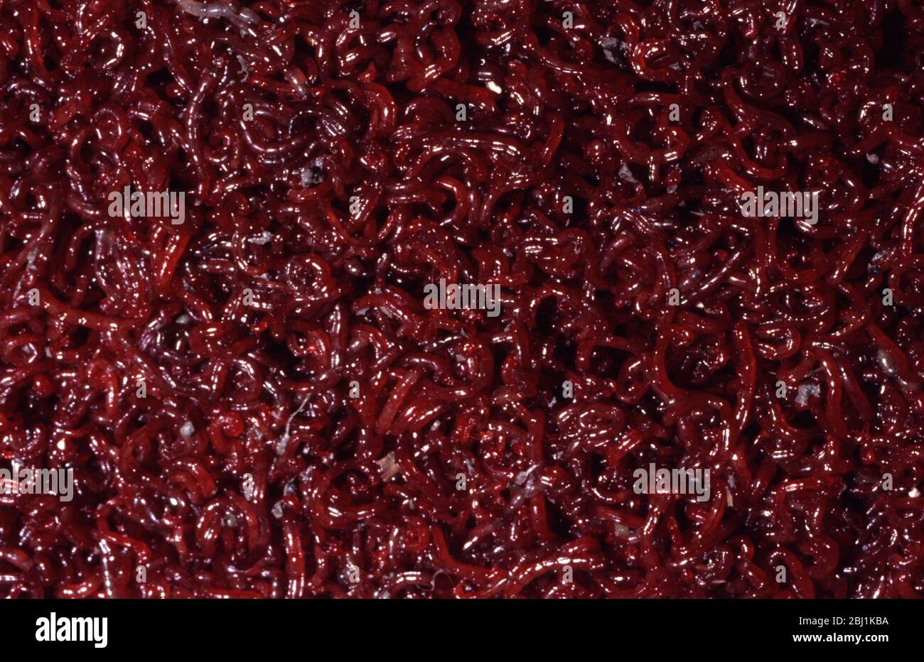 Bloodworms (Chironomus sp.) as live food for aquarium fishes Stock Photo -  Alamy