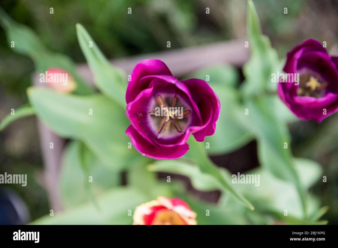 Aerial view red tulip hi-res stock photography and images - Alamy