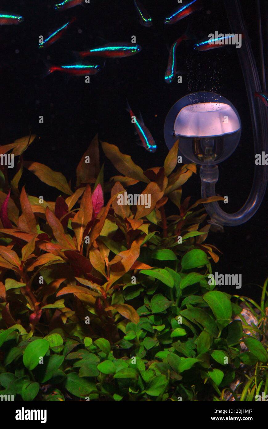 Carbon dioxide diffusion in tropical aquarium Stock Photo Alamy