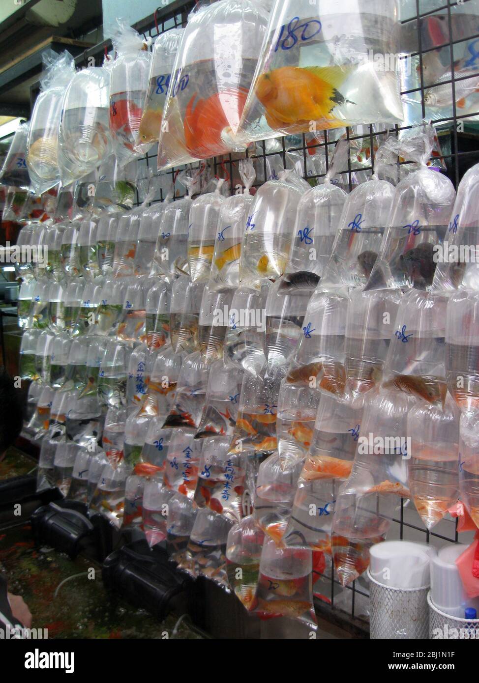 Tropical fish in bag for sale in aquarium shop (Hong Kong Stock