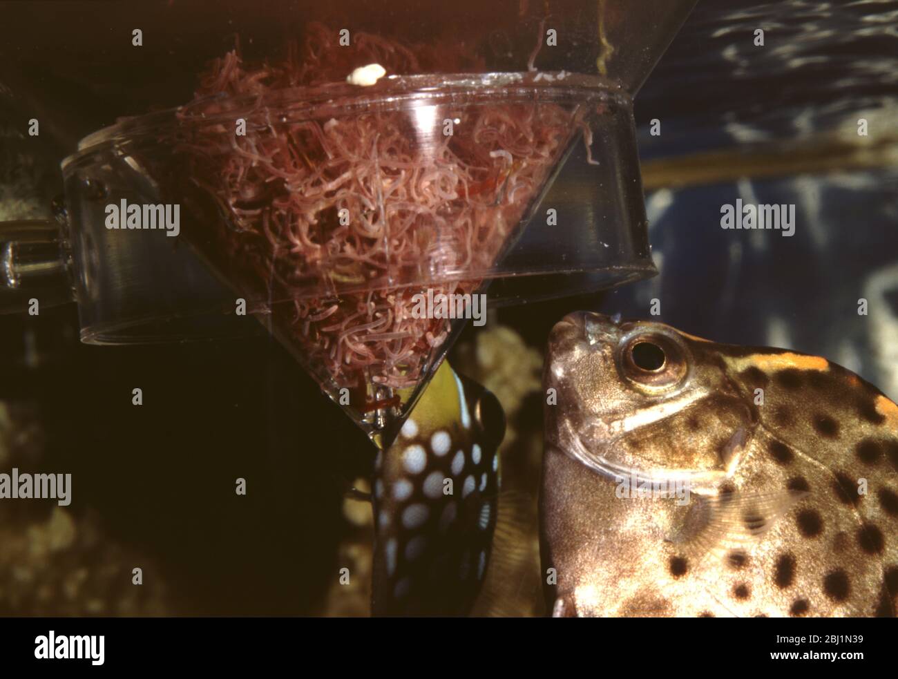 Aquarium live food: tubifex worms Stock Photo