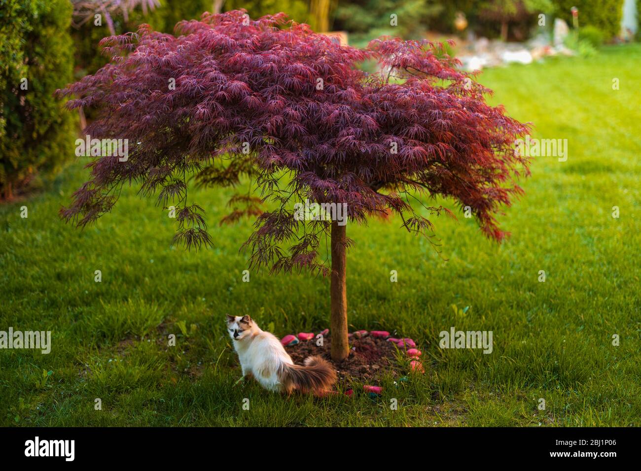 Red foliage of the weeping Laceleaf Japanese Maple tree