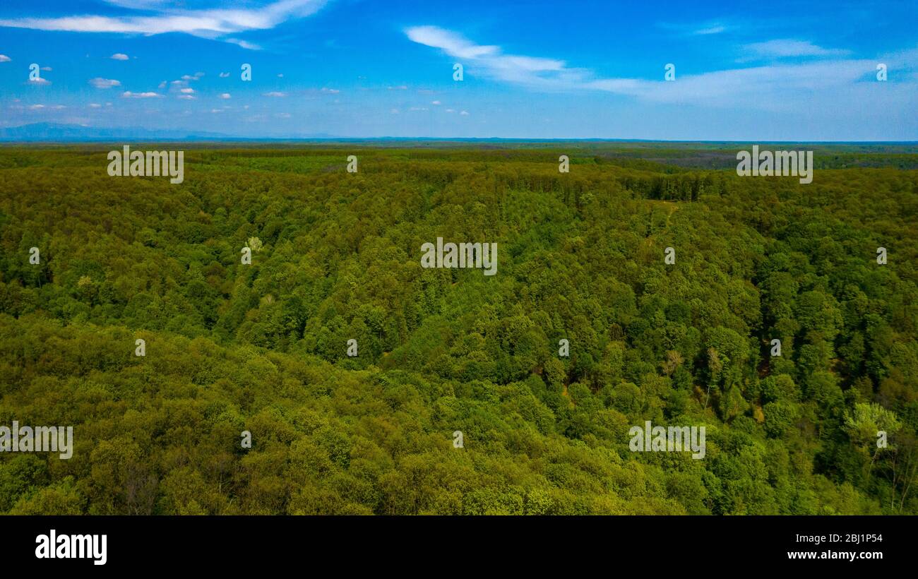 Aerial View of drone flying over the green forest Stock Photo - Alamy