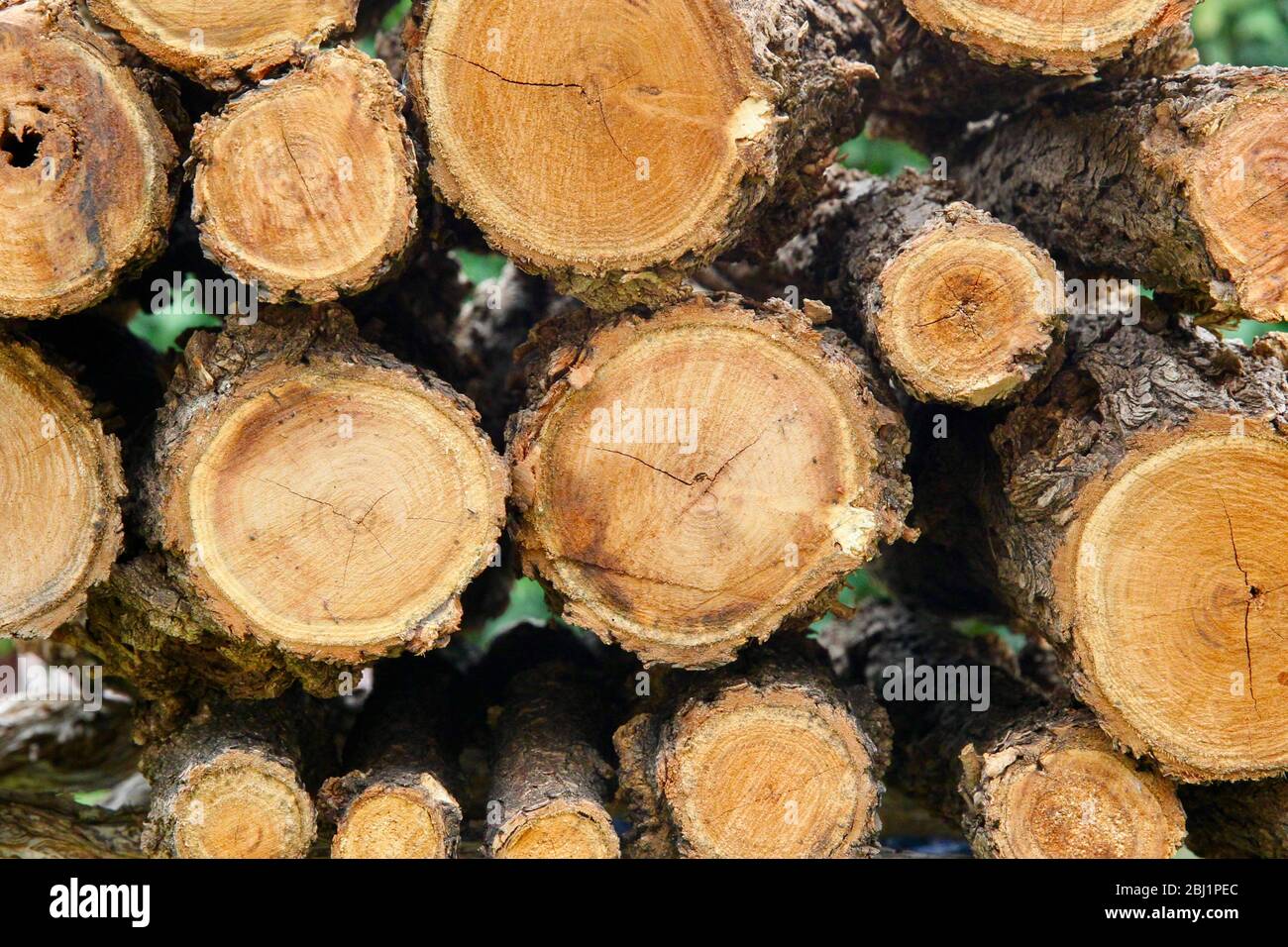 Firewood logs. Stock Photo
