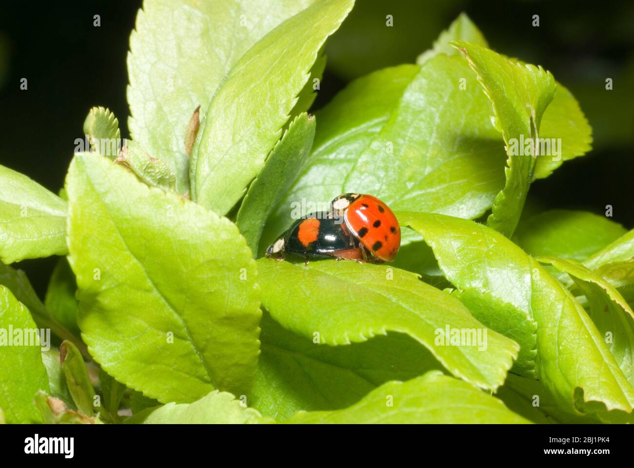Harlequin Ladybirds Stock Photo