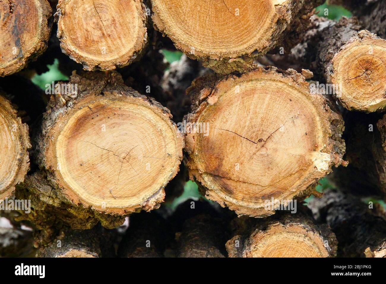 Firewood logs. Stock Photo