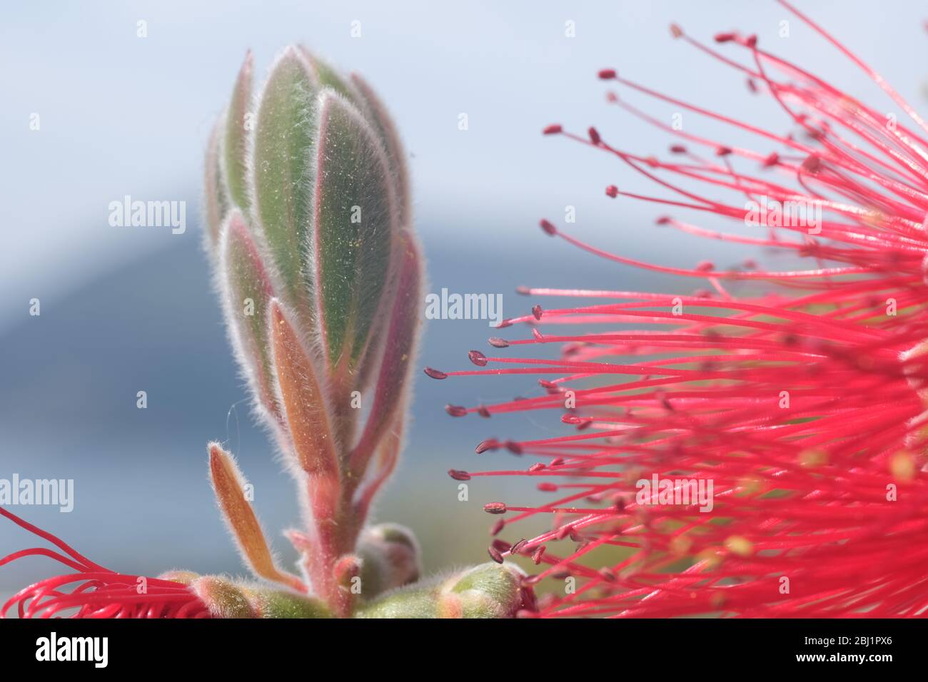 Macro Photo of Callistemon flowers in a garden overlooking the Ligurian sea. Spikes of red flowers in spring with the background of the sea with the G Stock Photo