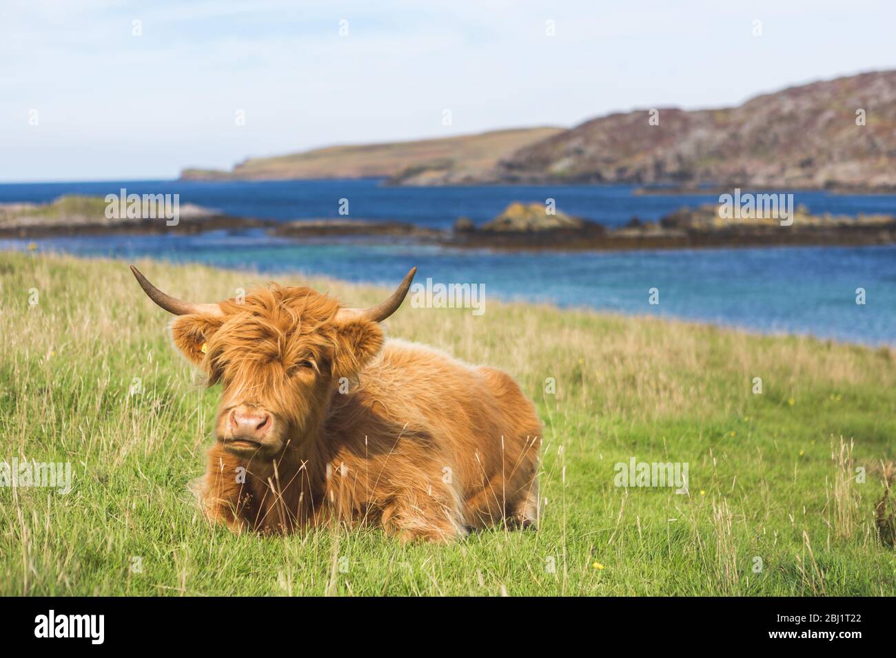 Highland cattle cow in landscape, Scotland Stock Photo - Alamy