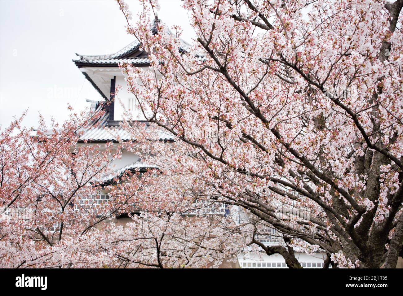 Sakura cherry blossom trees during Hanami season in front of Kanazawa Castle, Kanazawa, Ishikawa Prefecture, Japan Stock Photo