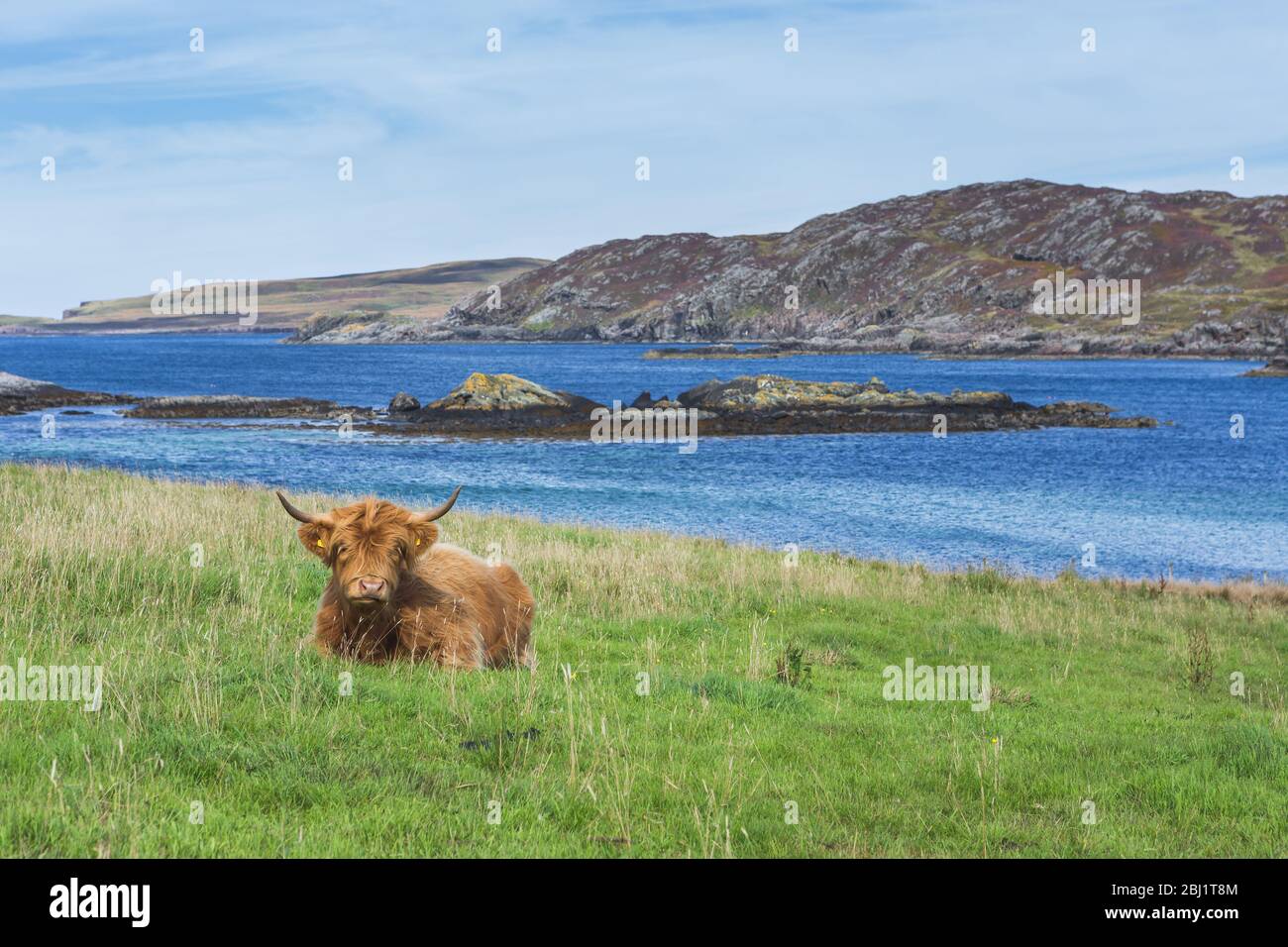 Highland cattle cow in landscape, Scotland Stock Photo - Alamy