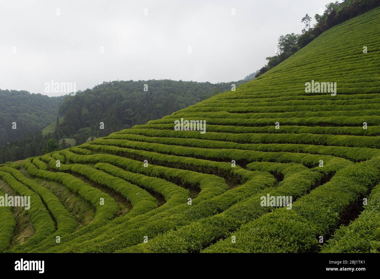 Green tea field in Boseong, South Jeolla Province, Korea Stock Photo