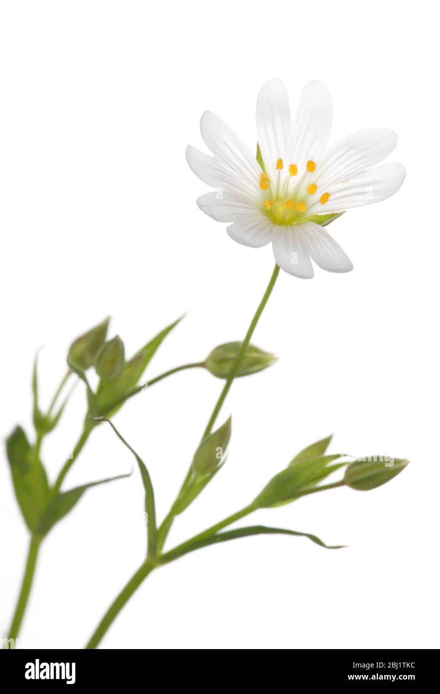A single greater stitchwort (stellar holostea) flower, with foliage, against a white background, studio shot. Stock Photo