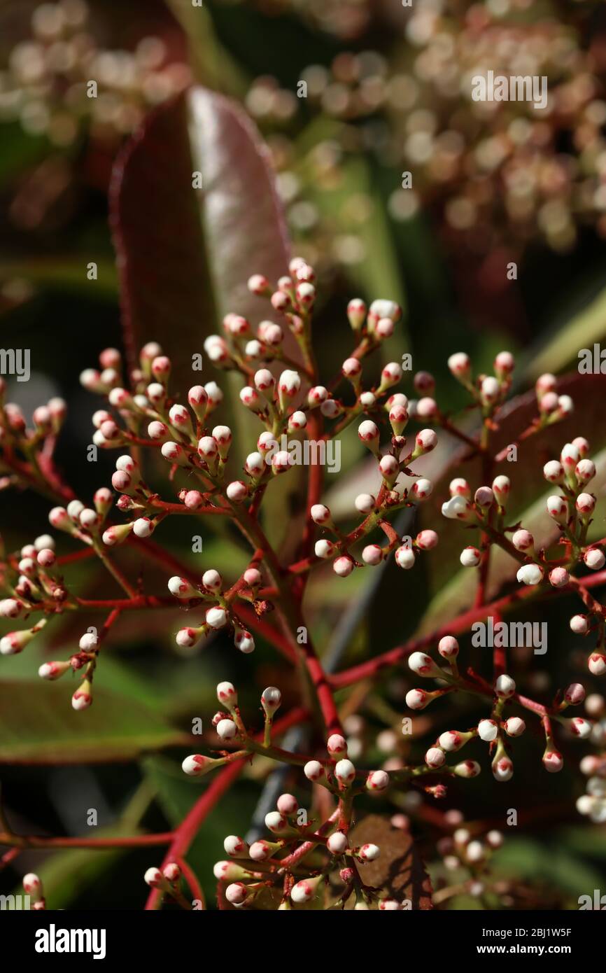 Il Mondo In Un Giardino Bacche Per Tutti I Gusti E Tutte Le Stagioni