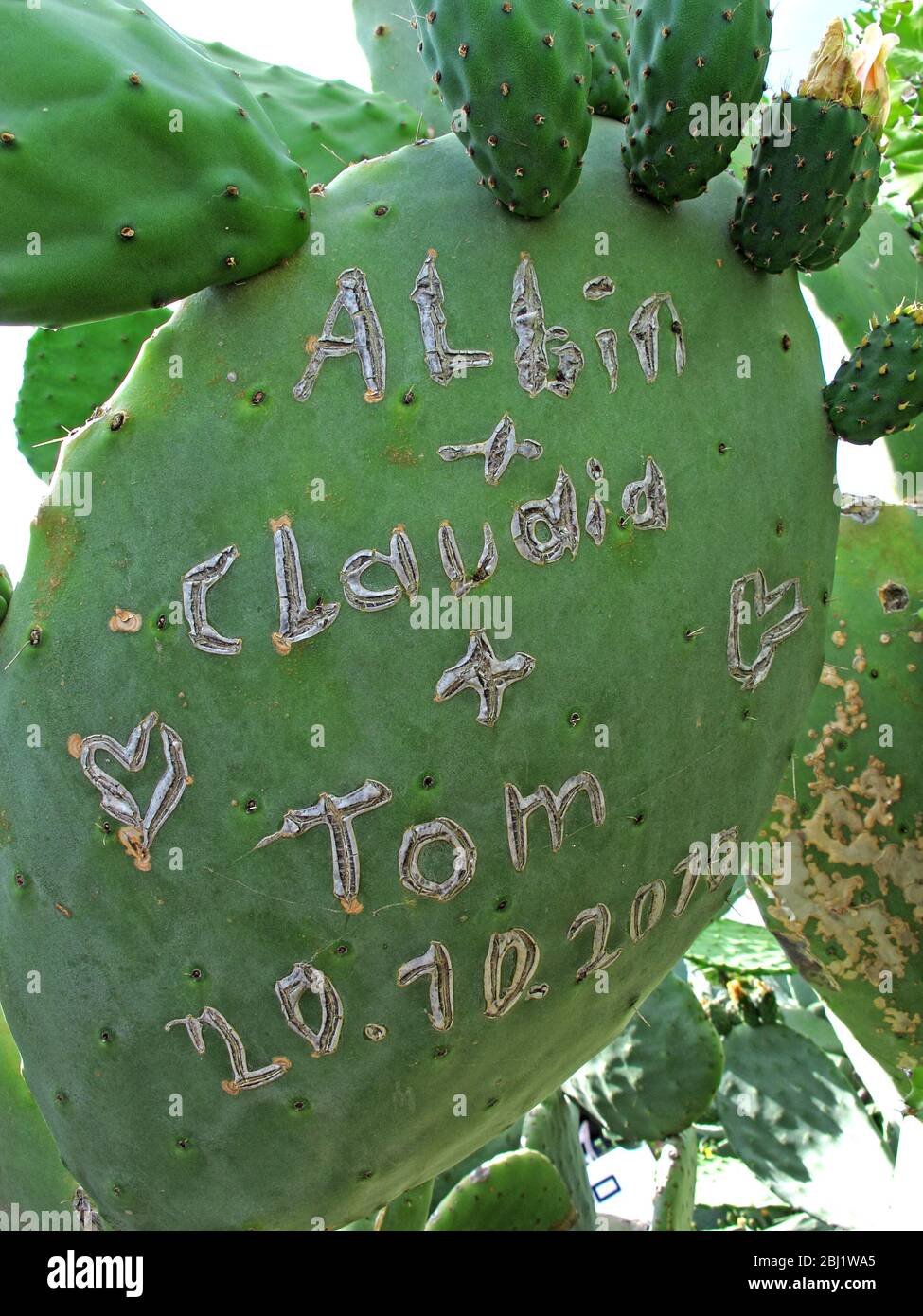 Albin,Claudia,Tom,carved,on cactus,graffiti Stock Photo