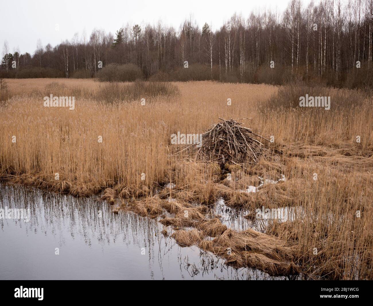 Spring landscape with beaver lodge among dry grass stems amid trees Stock Photo