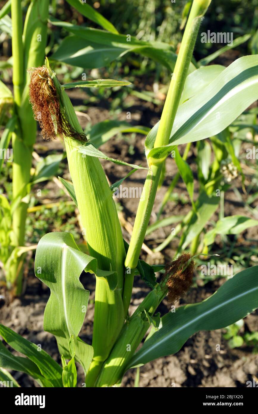 Corn growing in garden Stock Photo Alamy
