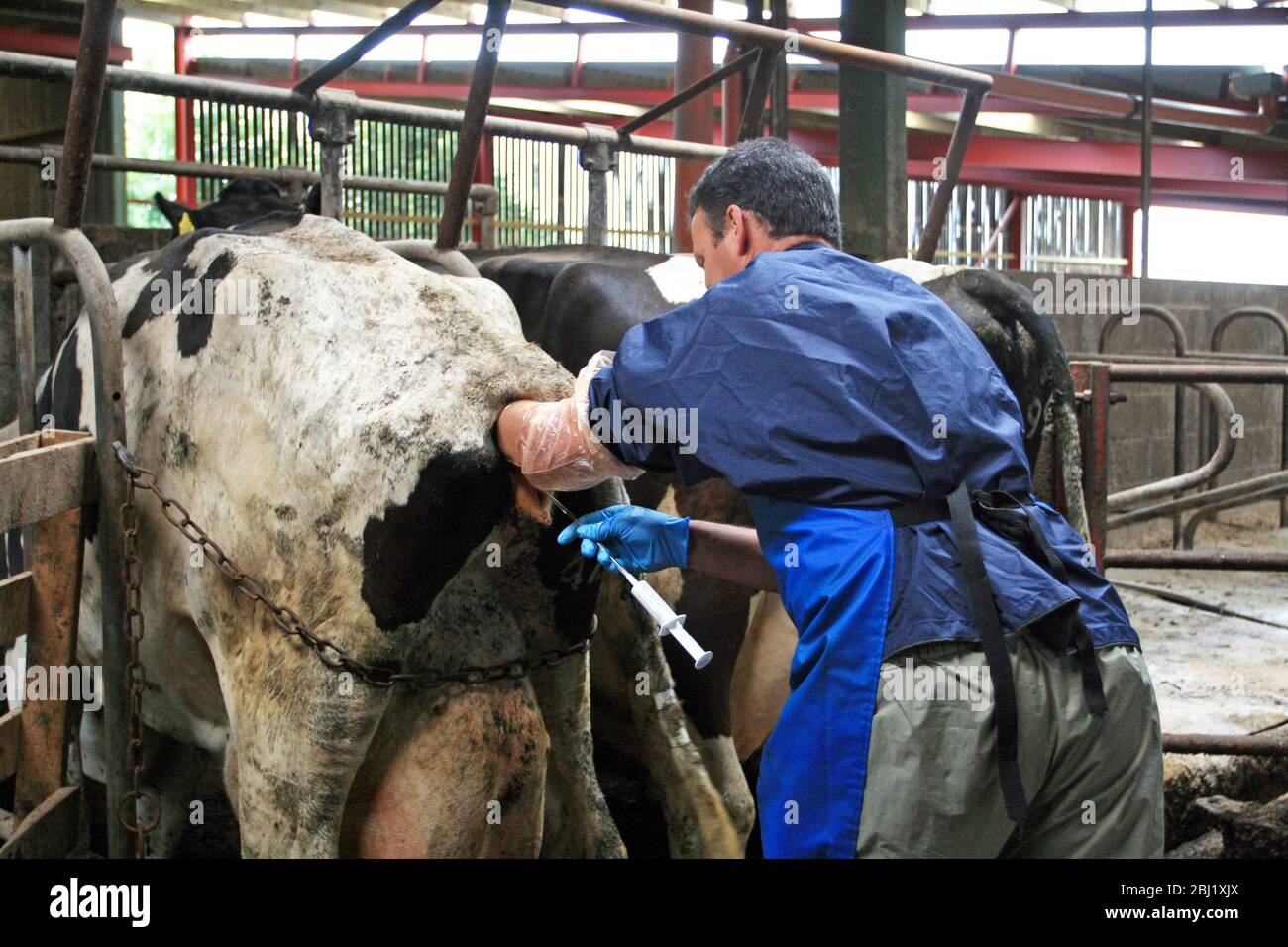Vet examines cow in cattle shed Stock Photo
