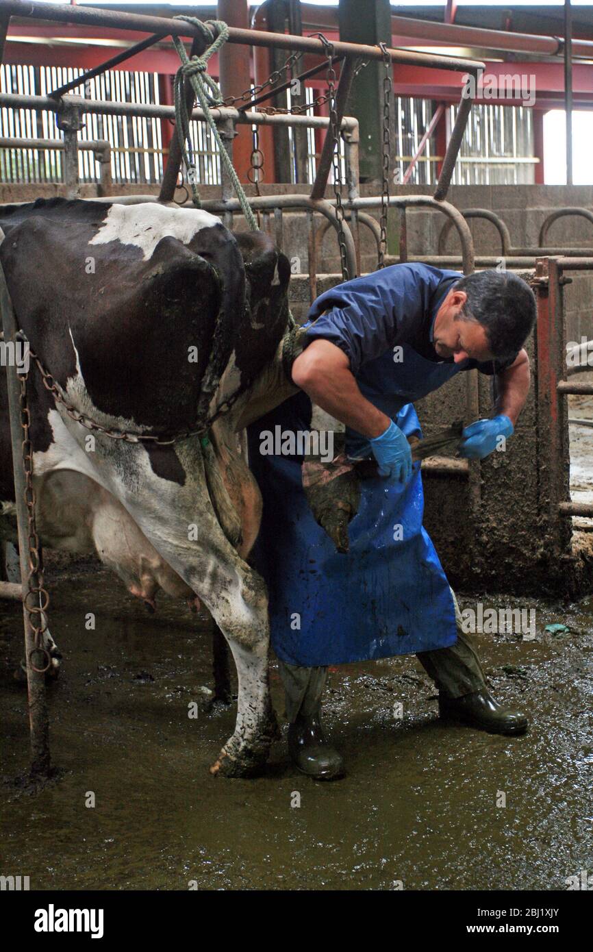 Vet attends cow's infected hoof in cowshed Stock Photo