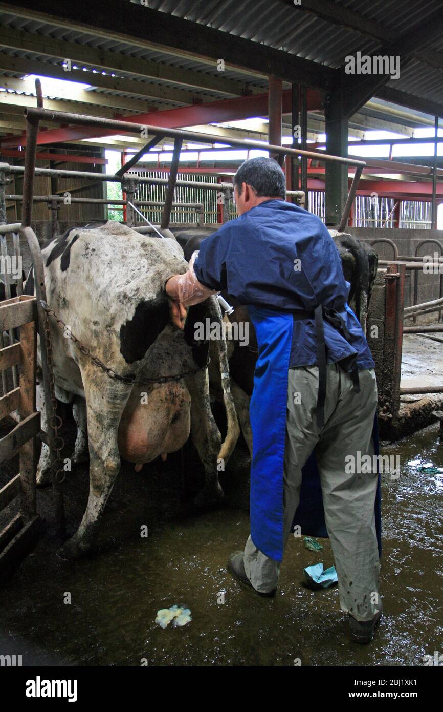 Vet examines cow in cattle shed Stock Photo