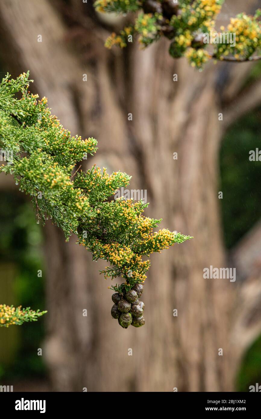 Cones, nuts, fruit of a Monterey Cypress tree, hanging from a branch with the tree trunk behind in the rain. Devon, UK 2020. Cupressus macrocarpa Stock Photo