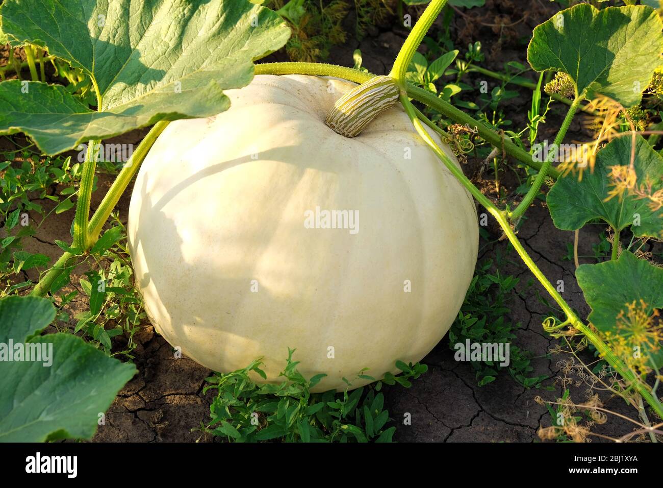 Pumpkin growing in garden Stock Photo - Alamy