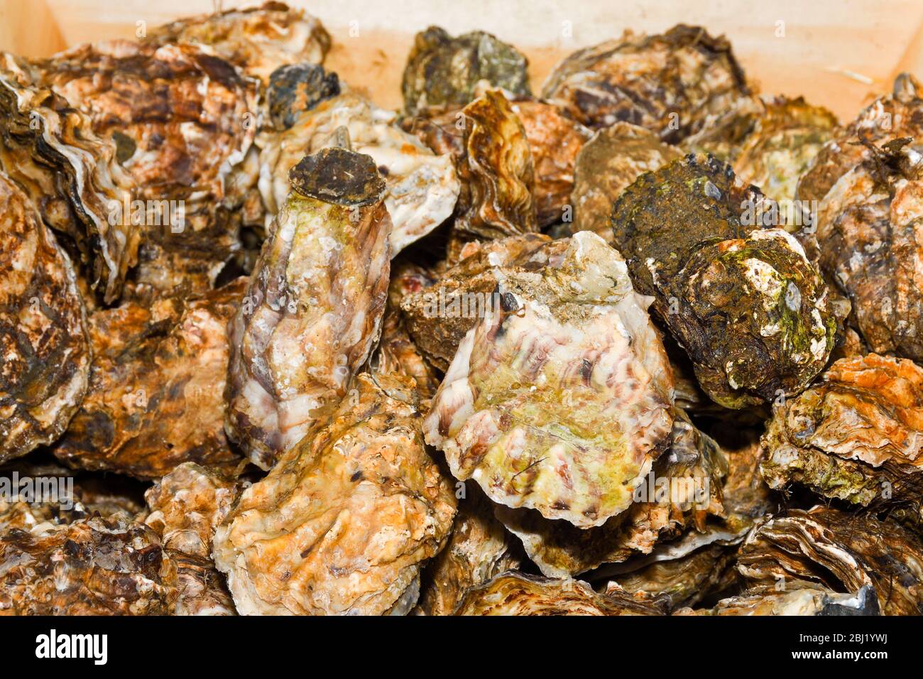 Oyster is the common name for a number of different families of salt