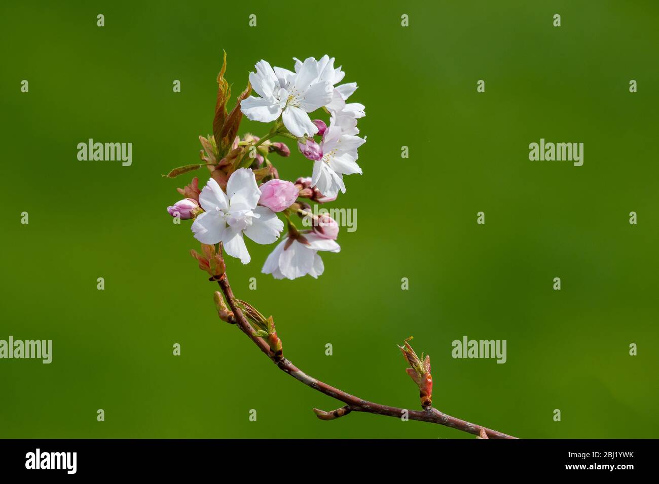 Apple blossom close-up. Shallow depth of field green backdrop Stock Photo