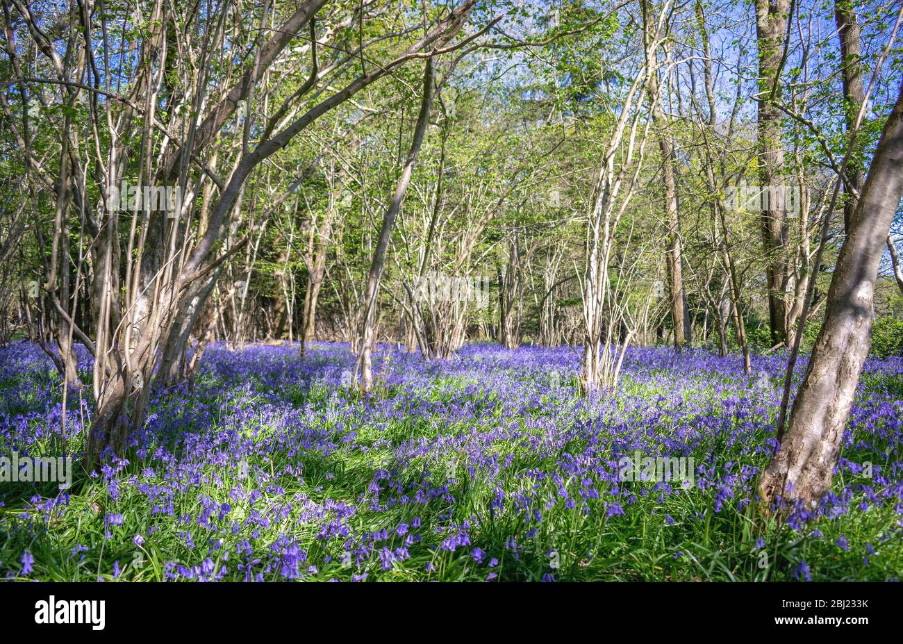 Bluebells Stock Photo