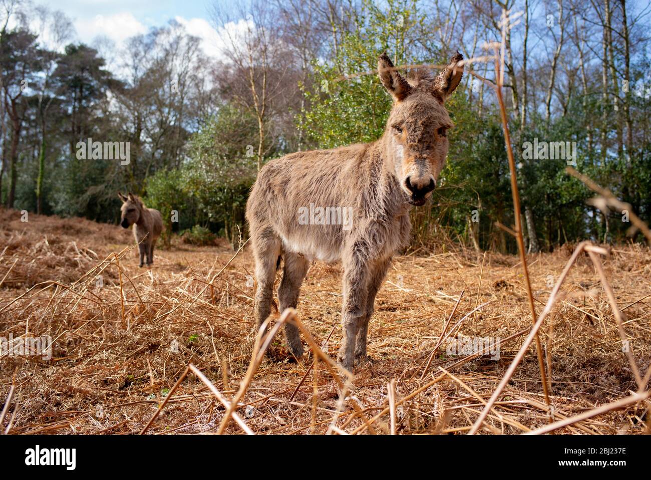 New Forest Donkeys resting in the autumnal flattened ferns Stock Photo