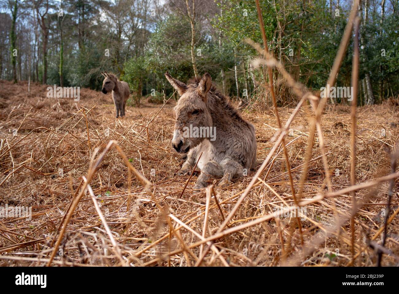New Forest Donkeys resting in the autumnal flattened ferns Stock Photo