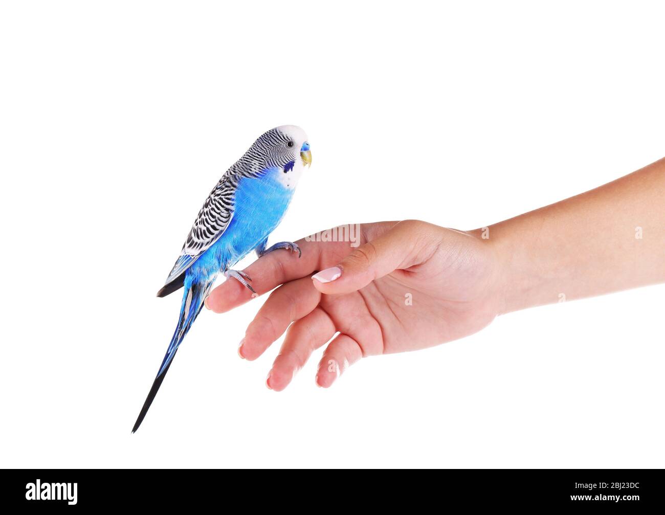 Budgerigar on hand isolated on white Stock Photo