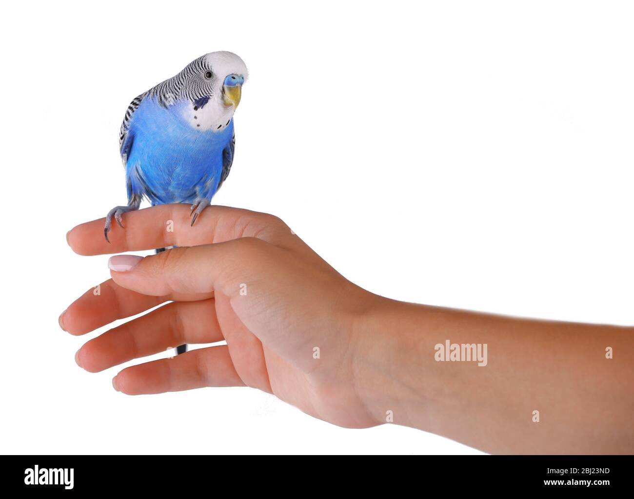 Budgerigar on hand isolated on white Stock Photo