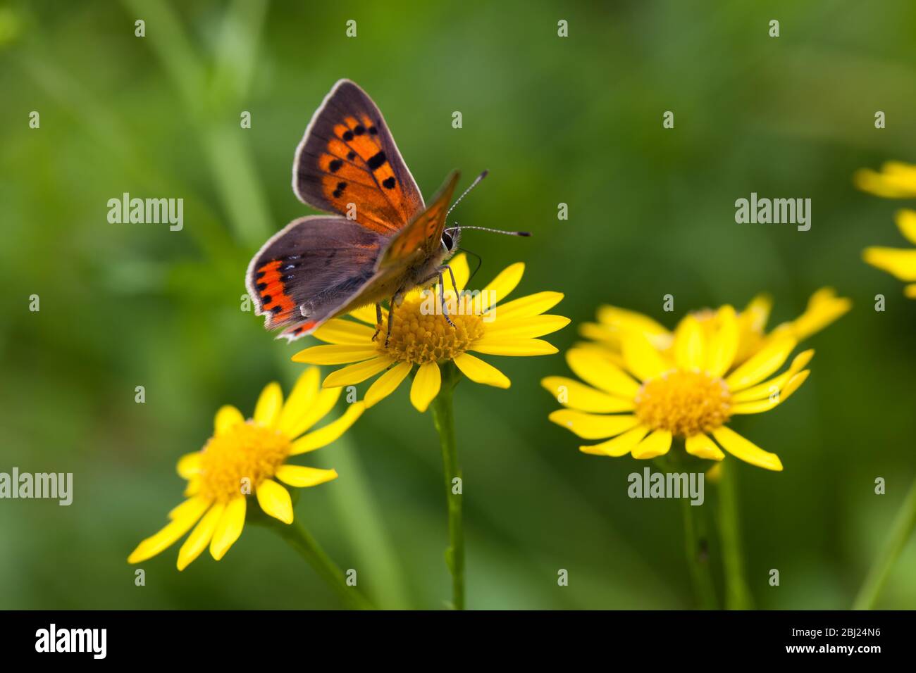 Close-up of a butterfly on yellow flower Stock Photo