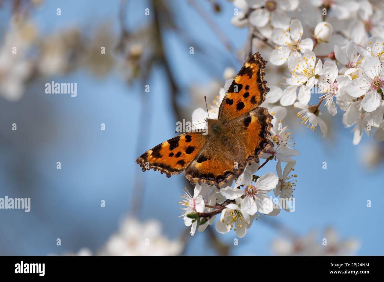 Close-up of a butterfly on cherry blossom Stock Photo