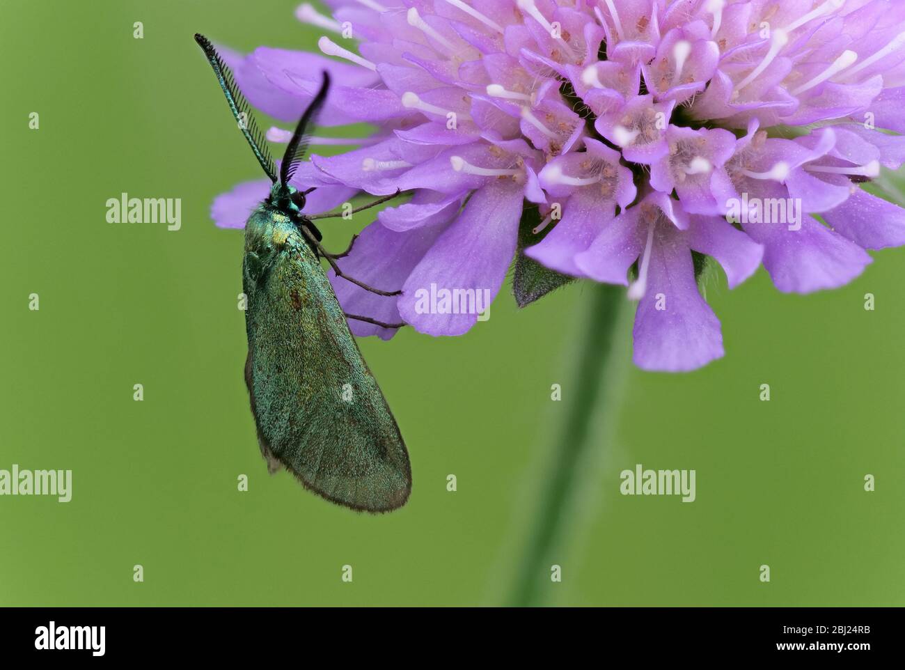 Close-up of a butterfly on purple flower Stock Photo