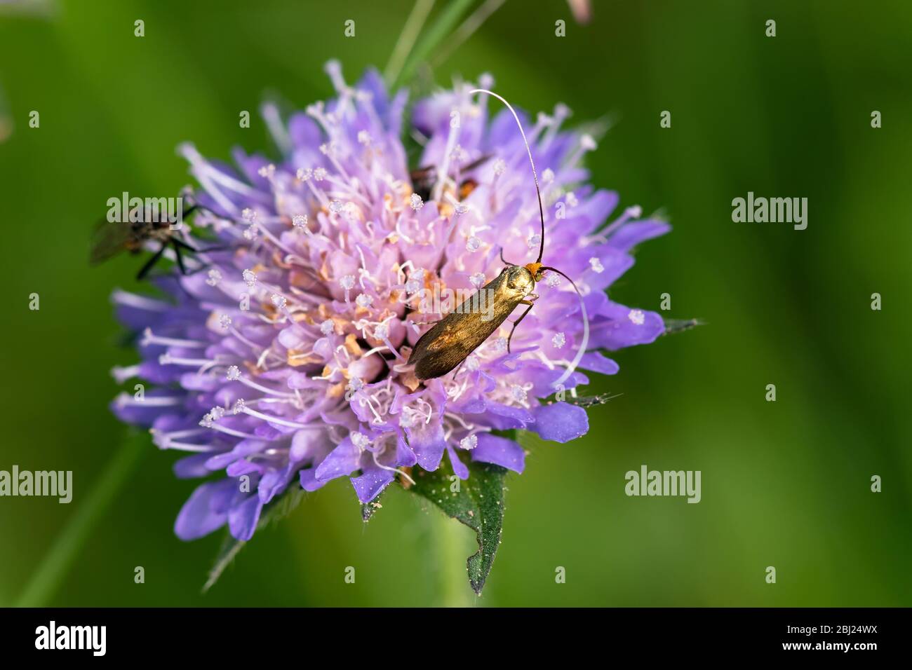 Close-up of a golden insect on purple flower Stock Photo