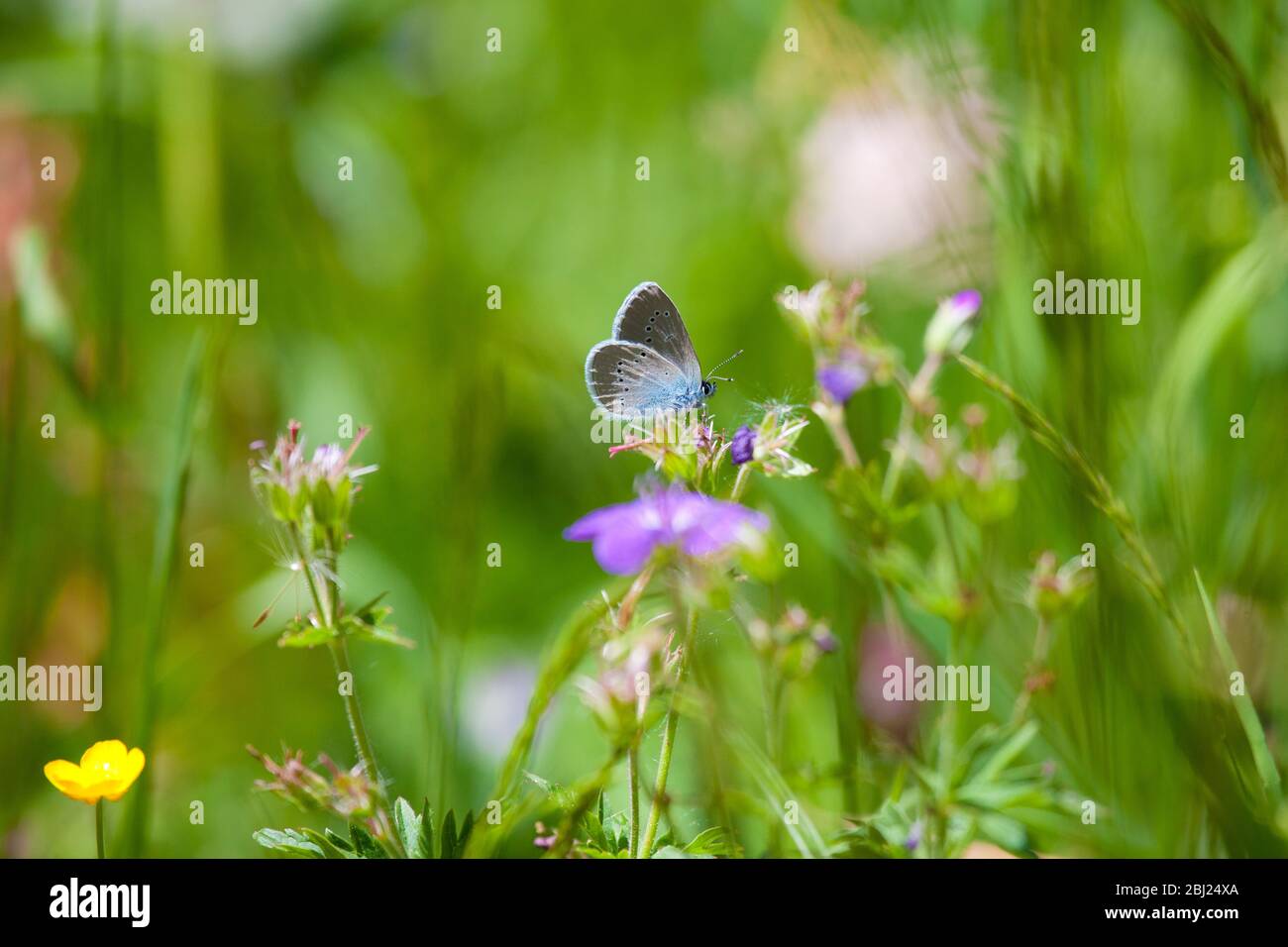 Butterfly feeding in a summer meadow Stock Photo