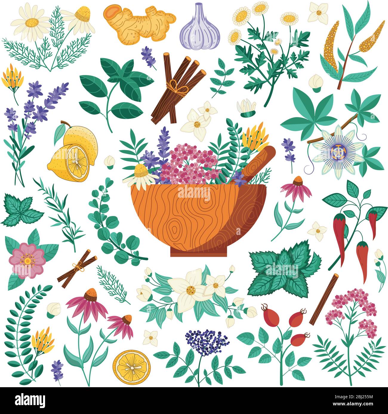 Medical Herbs and Homeopathic Heeling Plants Set Stock Vector