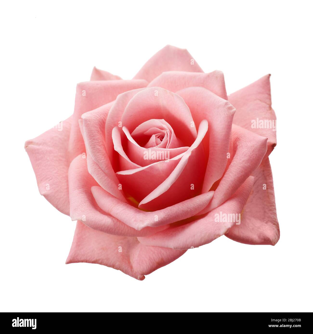 Beautiful pink rose isolated on white background. Pink rose blossom Stock Photo