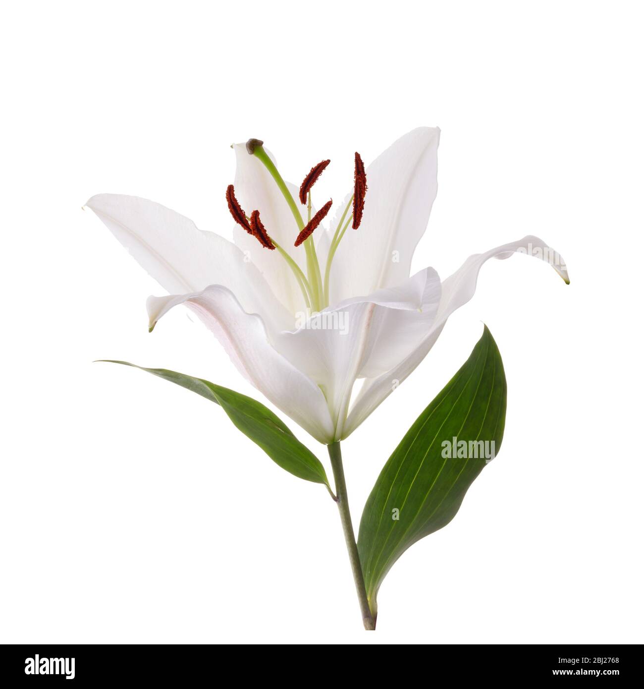 Flower white lily isolated on white background Stock Photo - Alamy