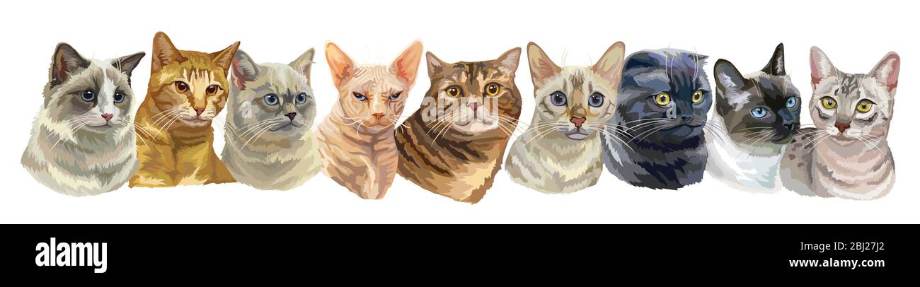 Vector horizontal illustration with isolated different cats breeds portraits standing in a row. Cats vector vintage illustration in realistic style.Im Stock Vector