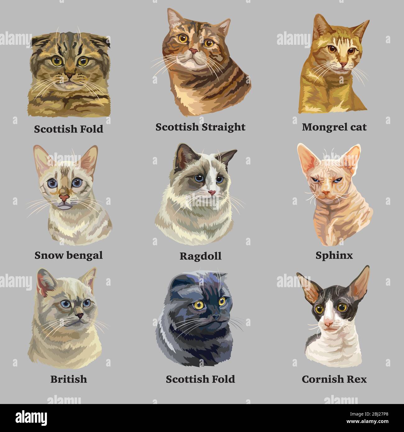 Cat Breeds Vector Set Of 9 Different Cat Breeds In Realistic Style Stock Illustration Stock Vector Image Art Alamy
