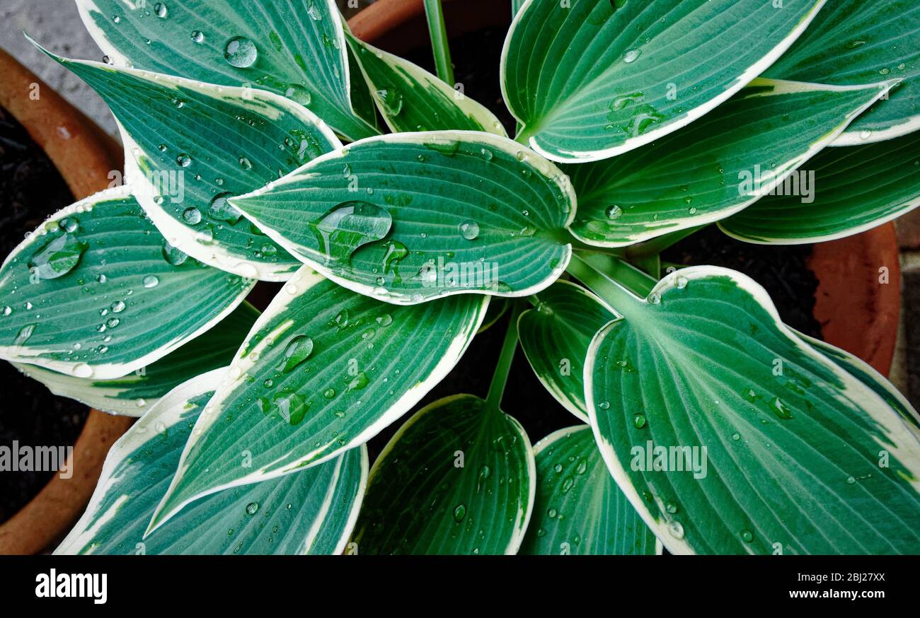 Hosta with rain water on leaves Stock Photo